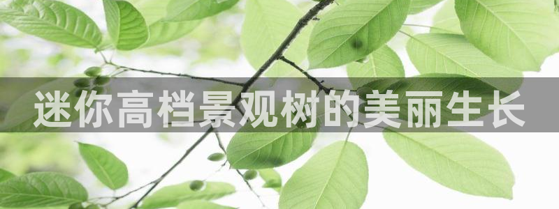 新宝GG创造奇:迷你高档景观树的美丽生长